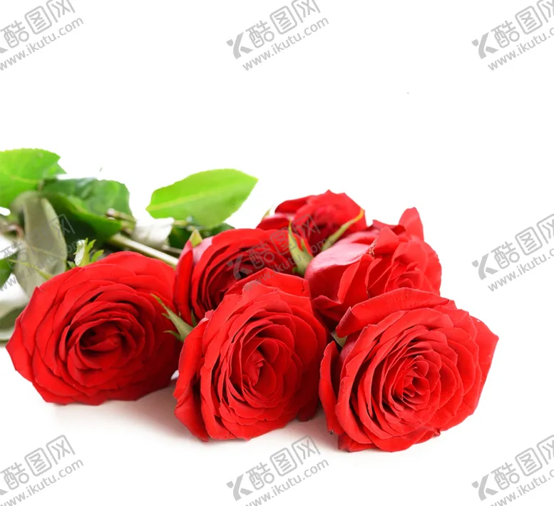 编号：64600107030811071373【酷图网】源文件下载-玫瑰花