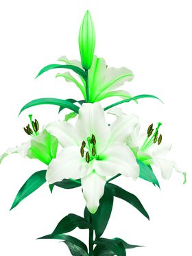 花素材朵朵底纹鲜朵