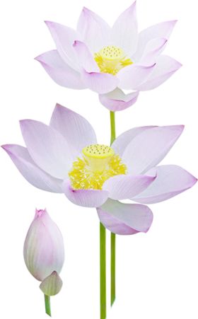 荷花荷叶