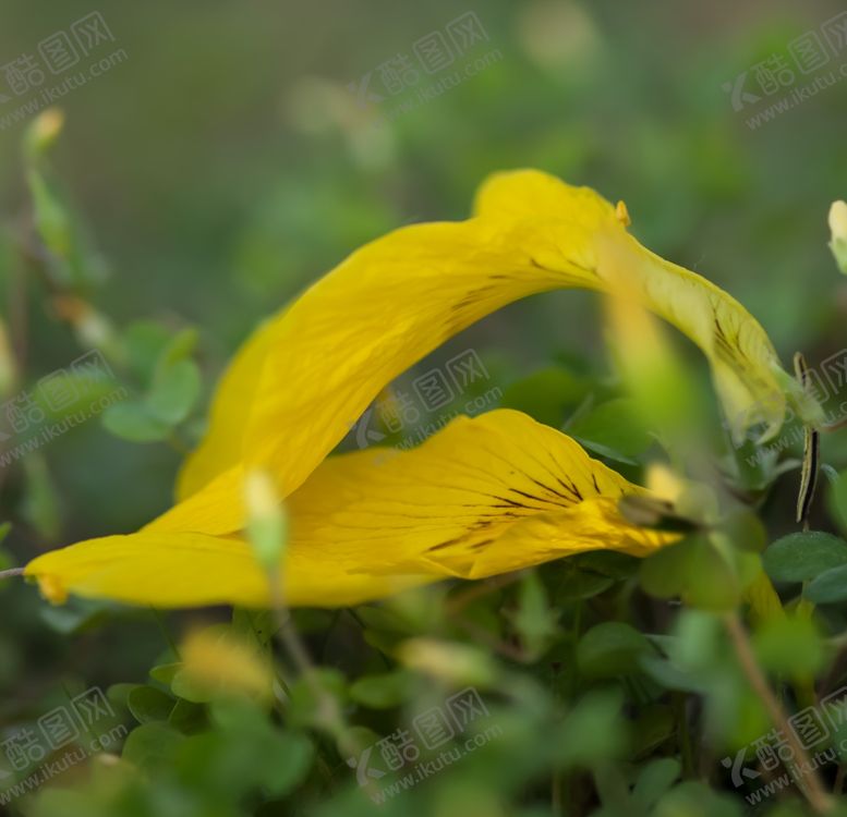 编号：39793609141446185473【酷图网】源文件下载-影楼模板