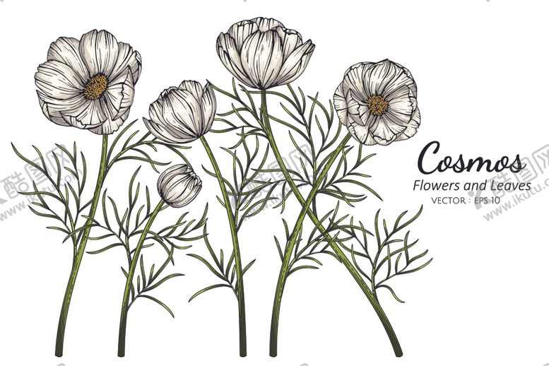 编号：10856009232114496625【酷图网】源文件下载-手绘花卉