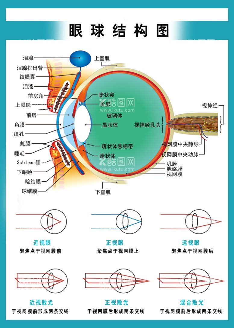 编号：85639212220315543193【酷图网】源文件下载-眼球结构示意图