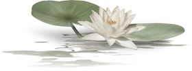 荷花元素手绘材朵装饰装饰