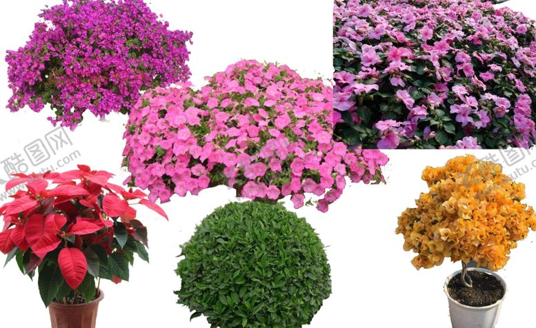 编号：75586211010037176662【酷图网】源文件下载-植物素材