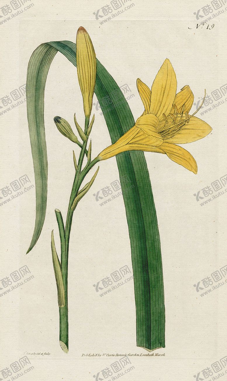 编号：10504105031359225787【酷图网】源文件下载-欧式复古色调花朵植物