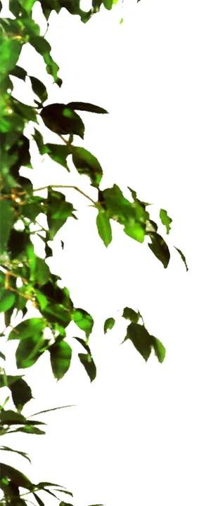 绿色植物