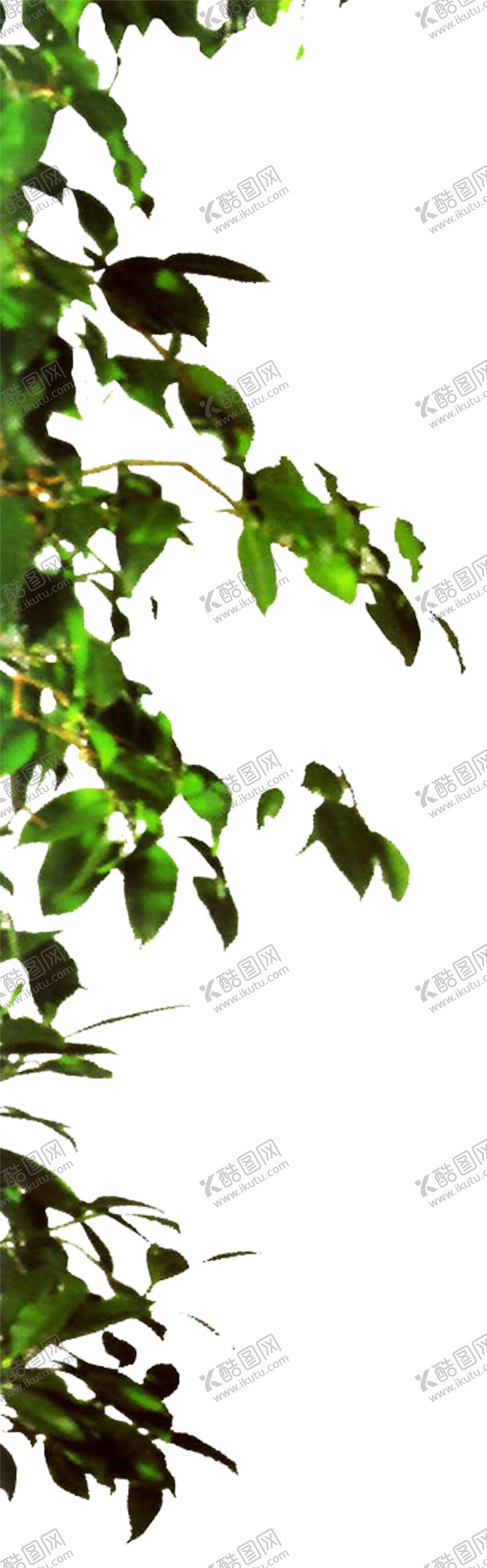 编号：57004807061739286942【酷图网】源文件下载-绿色植物