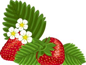 草莓