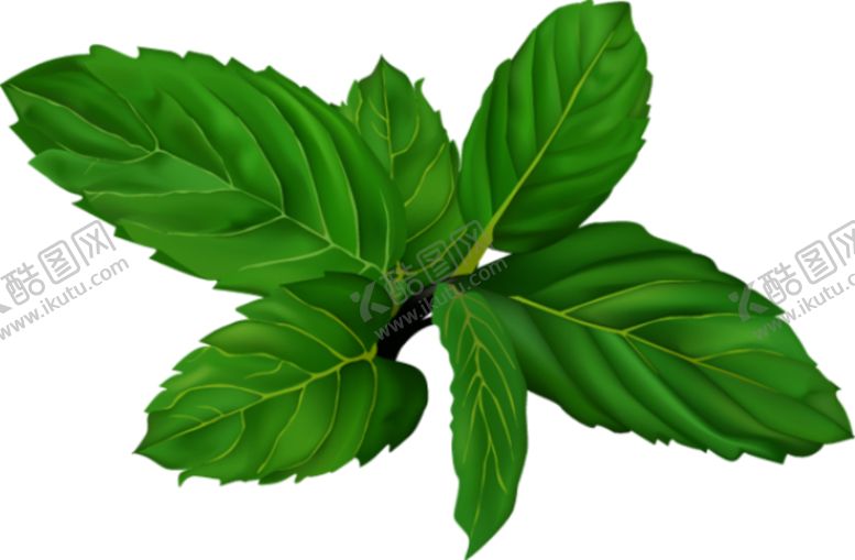 编号：59144409280050123151【酷图网】源文件下载-树叶