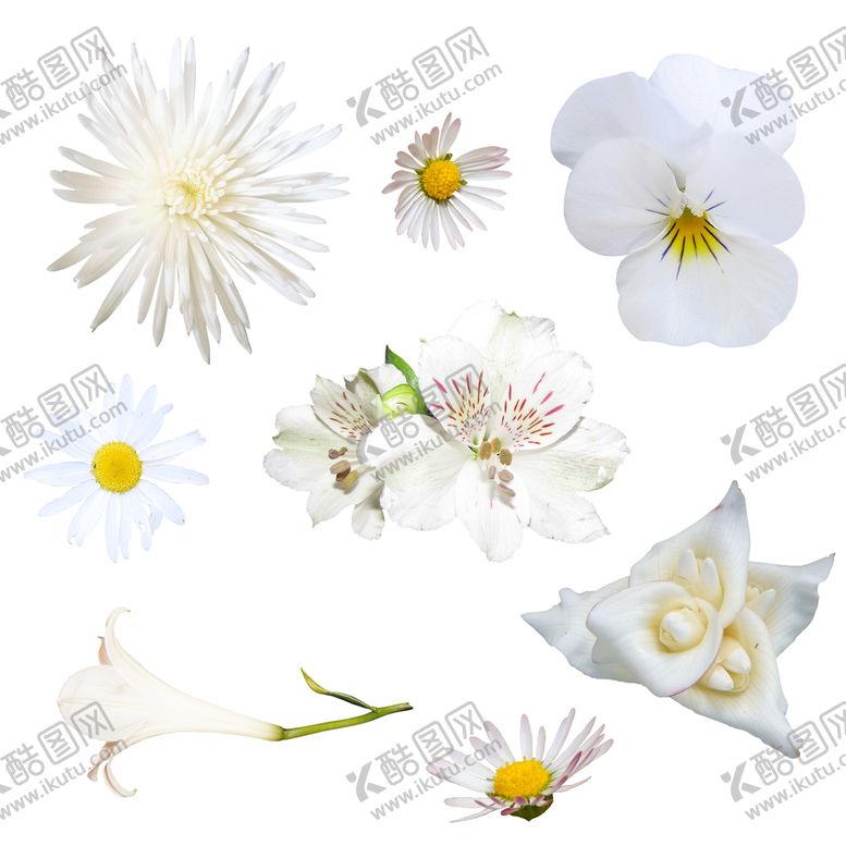 编号：59843709121803347435【酷图网】源文件下载-白色系鲜花高清PNG免抠