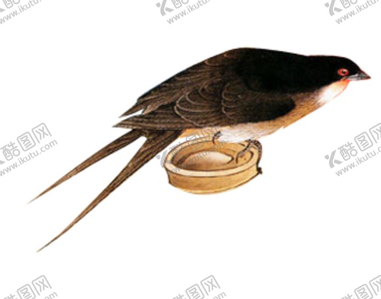 编号：16714709222000202309【酷图网】源文件下载-燕子素材