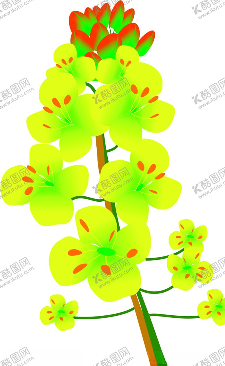 编号：59882507041641236554【酷图网】源文件下载-油菜花