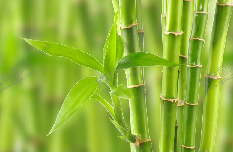 编号：36401409180656513441【酷图网】源文件下载-竹子