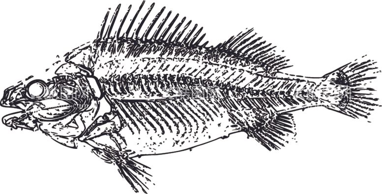 编号：62233012211044563034【酷图网】源文件下载-鱼身体肌学矢量素材