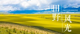 油菜花