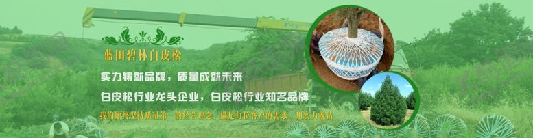 编号：70422106290243493914【酷图网】源文件下载-陕西白皮松网站banner