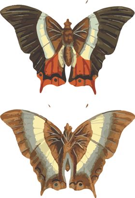 自然昆虫标本插画