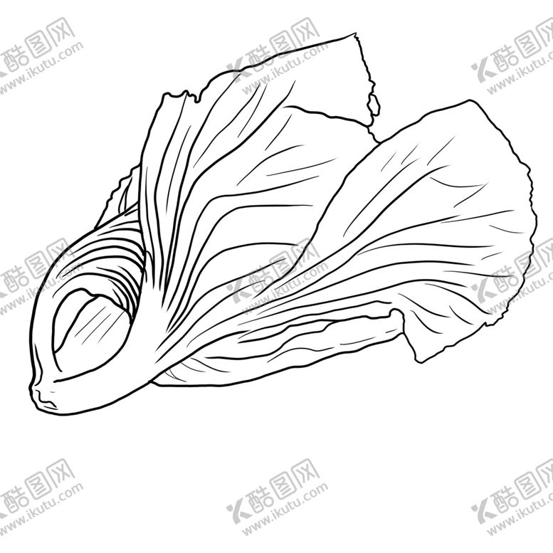 编号：74848707080219427605【酷图网】源文件下载-青菜