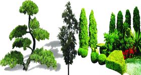 绿化苗木