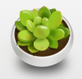 多肉植物和花盆
