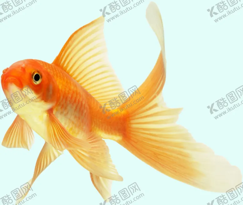 编号：56183709191847088264【酷图网】源文件下载-金鱼