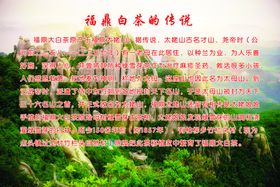 福鼎白茶传说