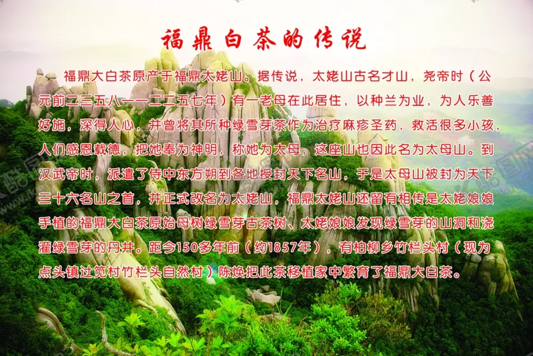 编号：67355109121313045236【酷图网】源文件下载-福鼎白茶传说