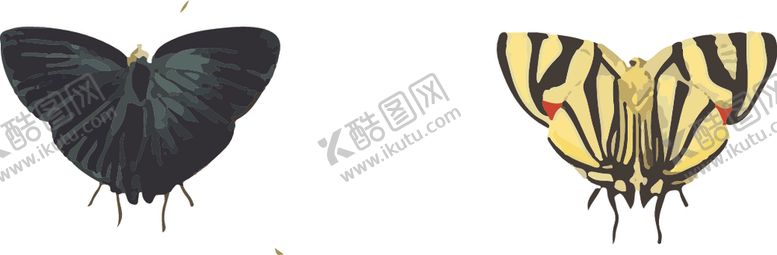 编号：37943610041909139955【酷图网】源文件下载-自然昆虫标本插画