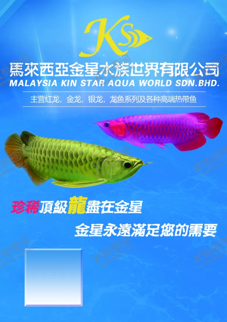 编号：16067502240546124017【酷图网】源文件下载-金龙鱼红龙鱼水族观赏鱼海报
