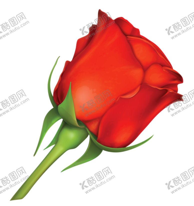 编号：51245505010155446109【酷图网】源文件下载-玫瑰