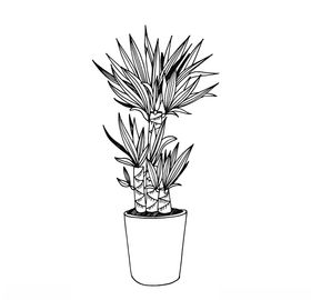 植物线稿