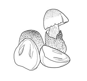 草菇