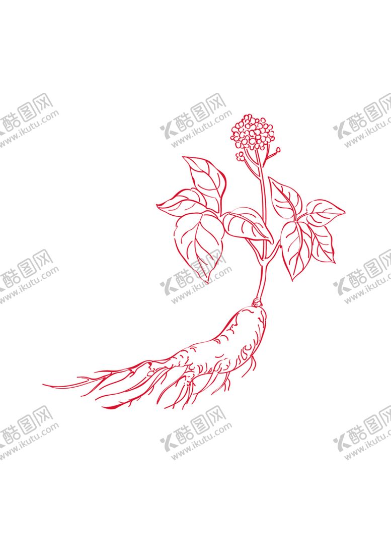 编号：56913009121726553694【酷图网】源文件下载-人参药草花