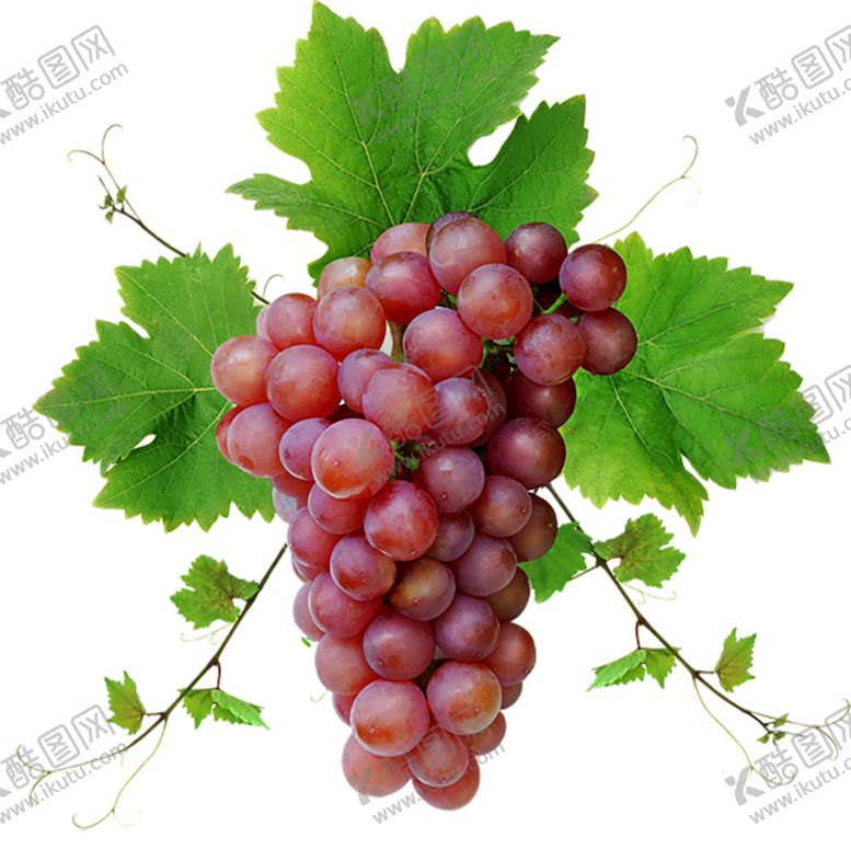 编号：32088209270522136499【酷图网】源文件下载-葡萄