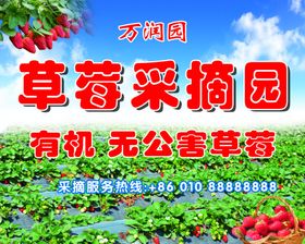 草莓采摘园有机草莓无公害