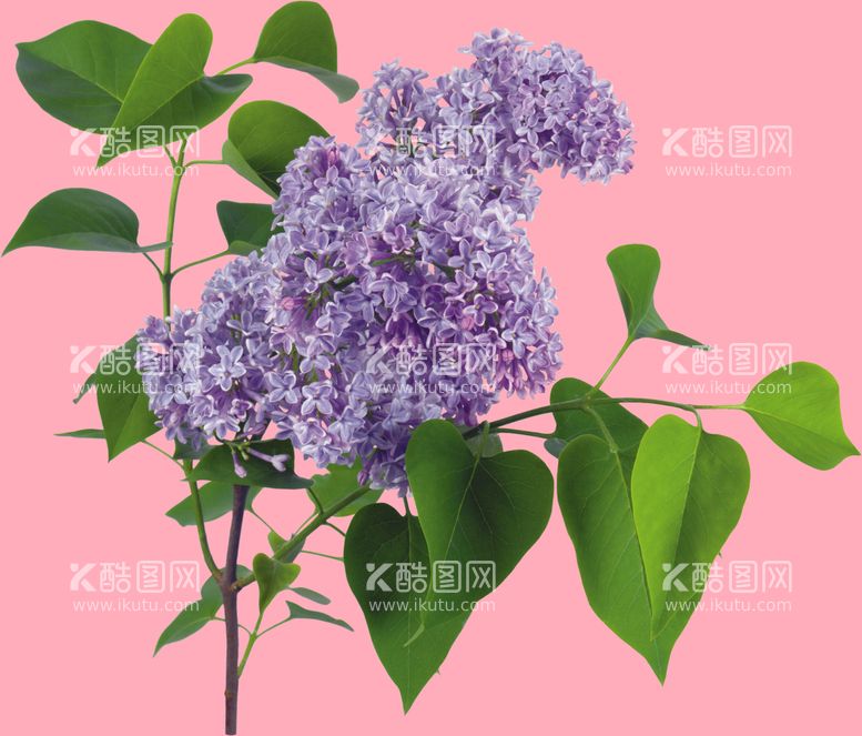 编号：52420710280743502764【酷图网】源文件下载-丁香花