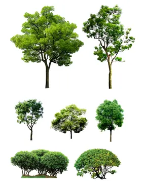 手绘树高清树元素树木卡通树大树