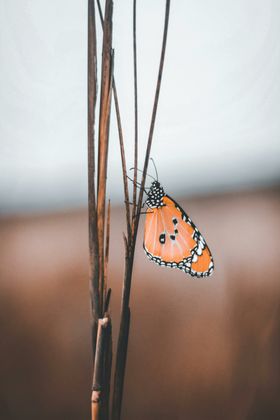 蝴蝶虫类生物世界昆虫摄影