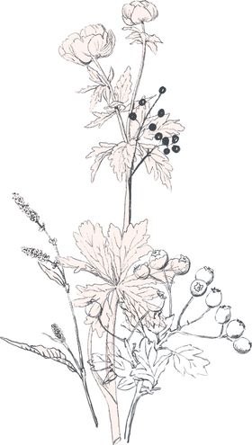 手绘花朵