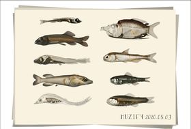 9款入深海鱼海洋生物图鉴