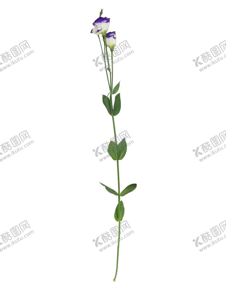 编号：58308110121242081321【酷图网】源文件下载-单只花退底鲜花花枝花朵