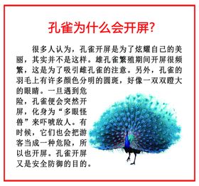 小学生科普 孔雀开屏