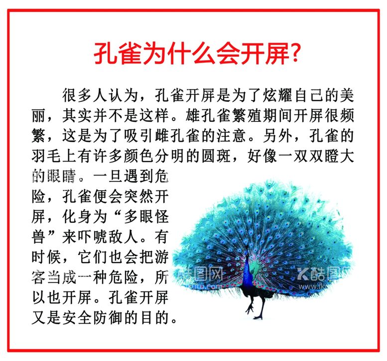 编号：19562912200618038168【酷图网】源文件下载-小学生科普 孔雀开屏