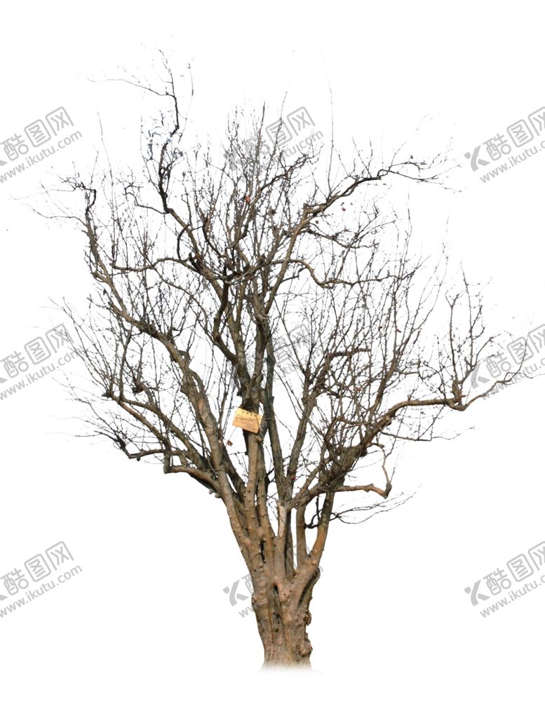 编号：66494609270445021669【酷图网】源文件下载-冬树枯树造型树干树树