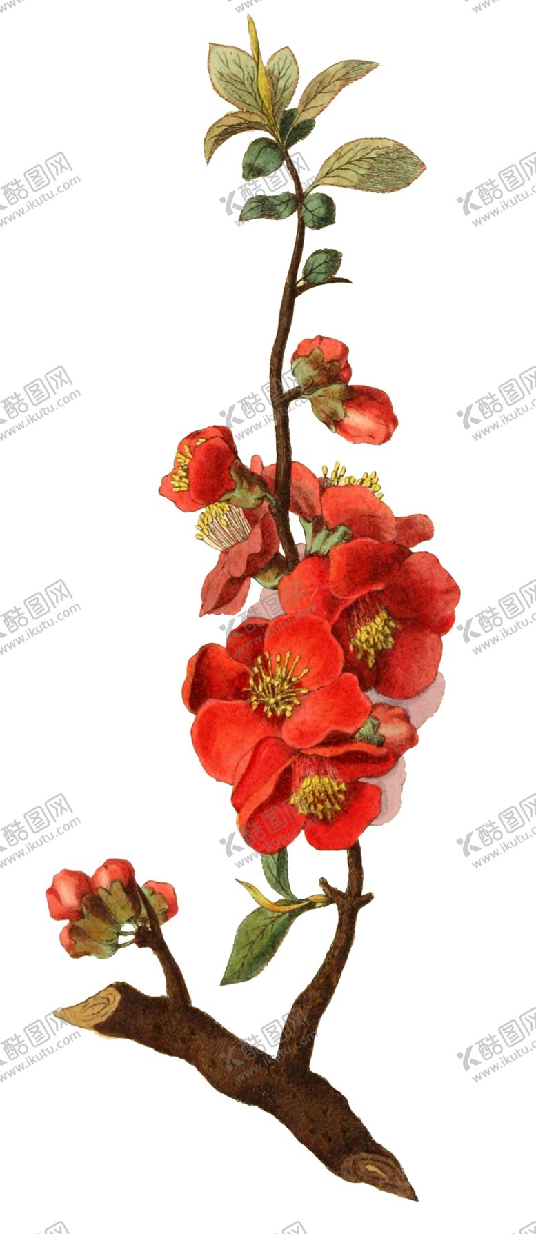 编号：14121606241008302196【酷图网】源文件下载-复古鲜花主题装饰图案