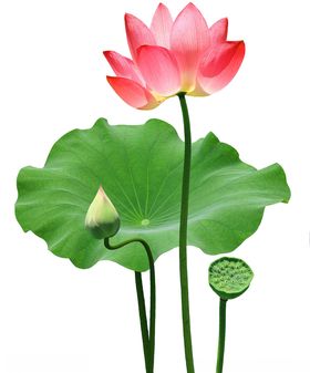 荷叶荷花PNG免扣鲜花素材
