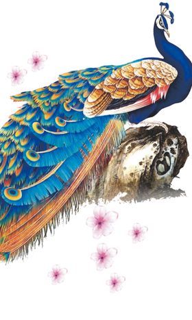 手绘孔雀