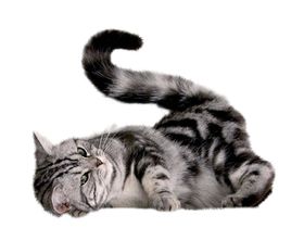 猫宠物猫宠物小猫猫咪