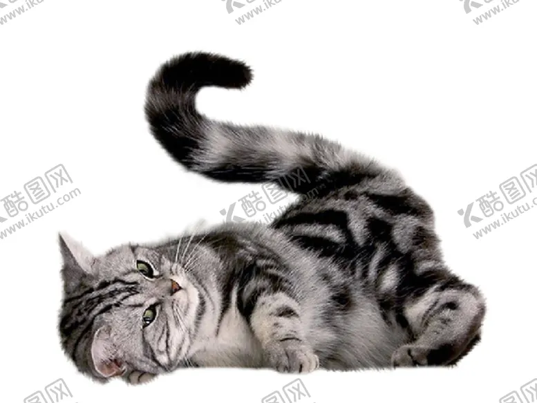 编号：65819806260110455063【酷图网】源文件下载-猫宠物猫宠物小猫猫咪