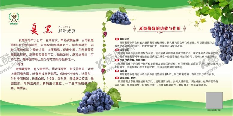 编号：99904801170049136401【酷图网】源文件下载-葡萄园展板  夏黑